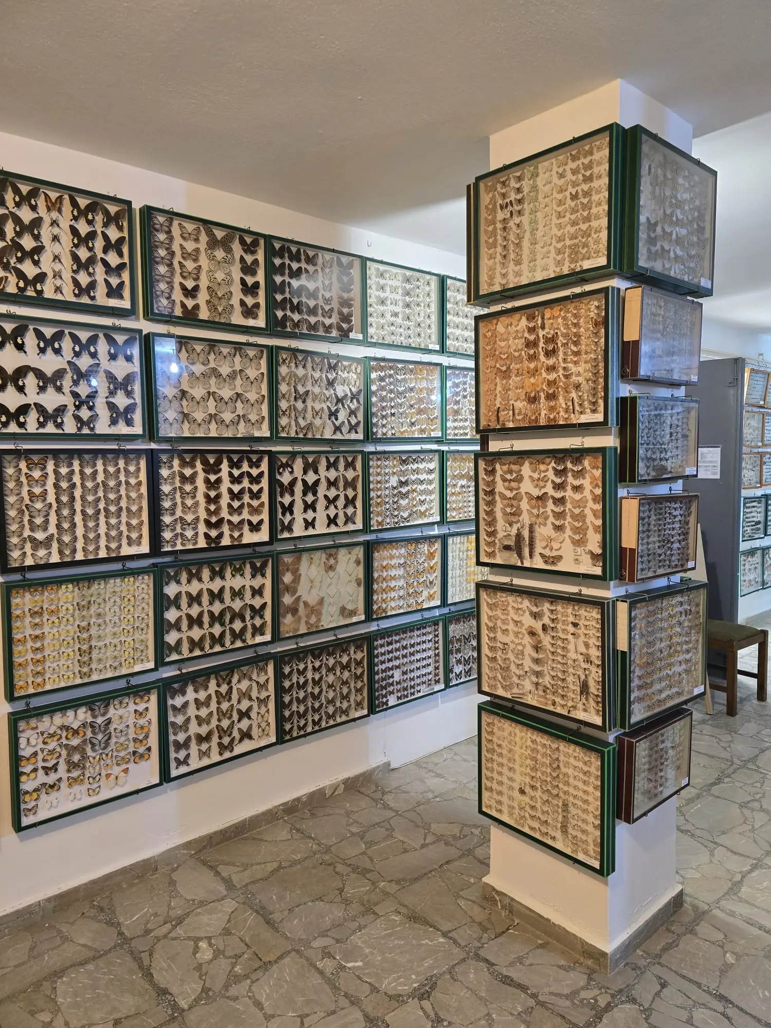 Musée d'insectes