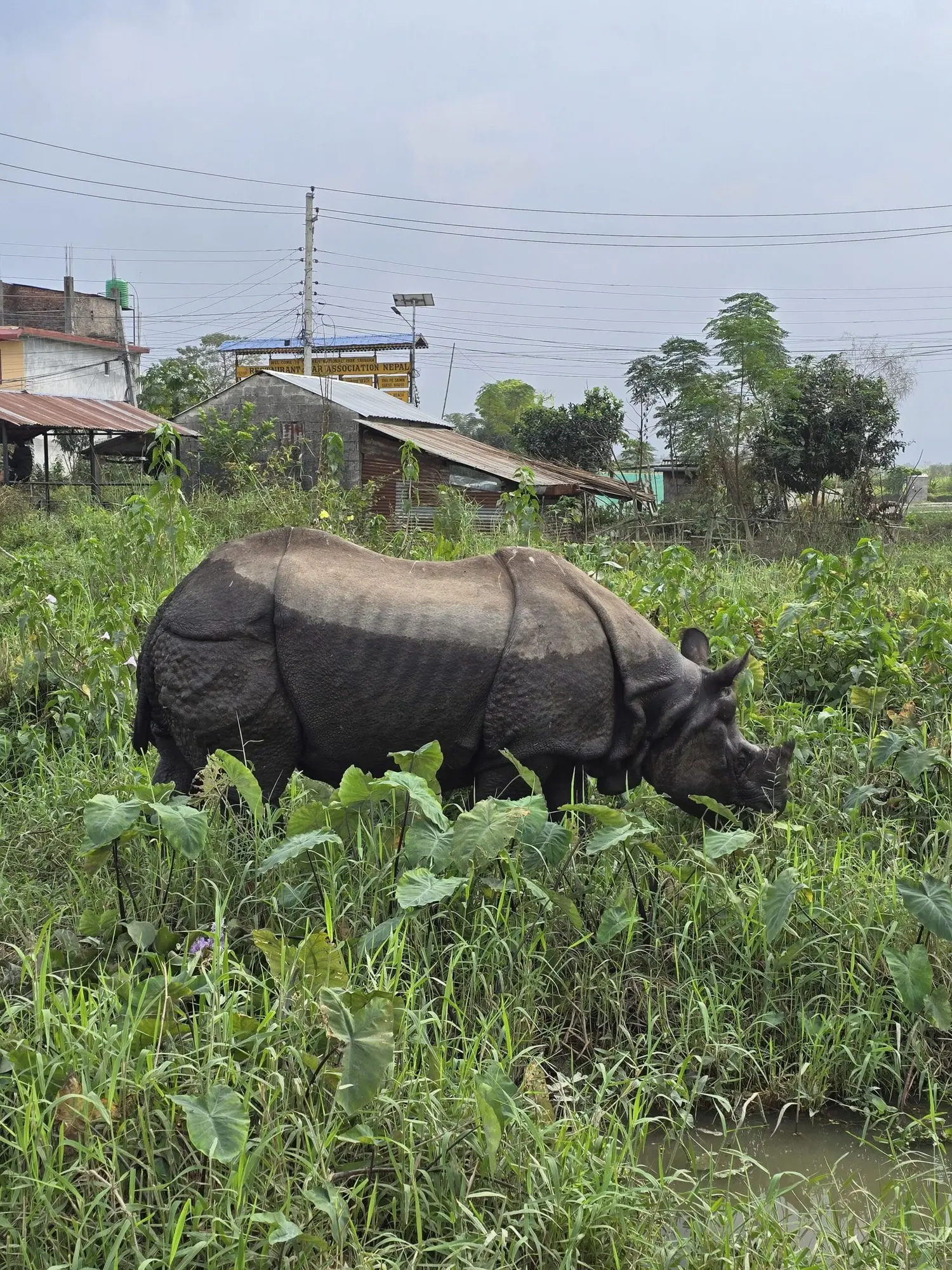 Chitwan