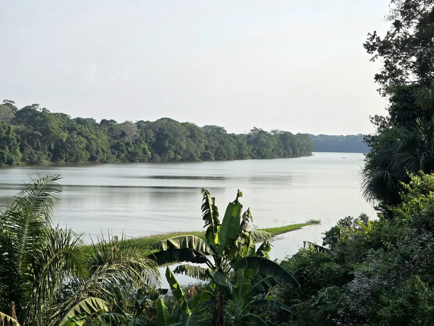 La Forêt Amazonienne