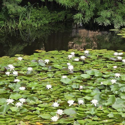 Parc botanique