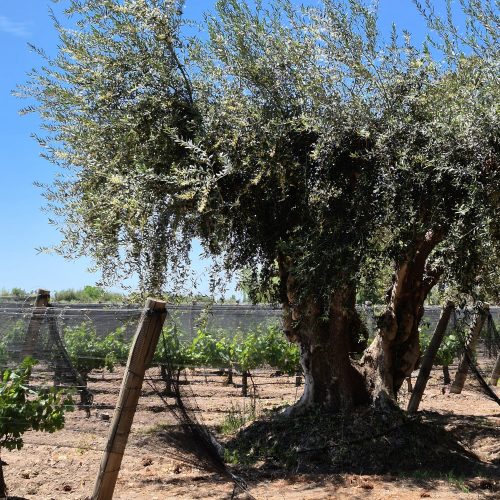 WhatsApp Image 2025-11-11 at 10.56.06(1)