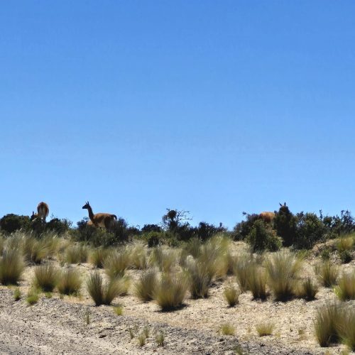 WhatsApp Image 2025-11-11 at 11.51.03(1)